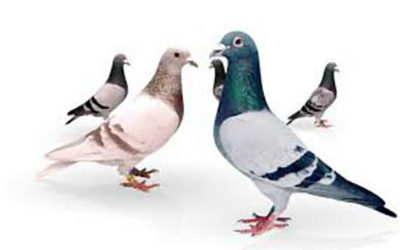 H Beattie Pigeon Feed